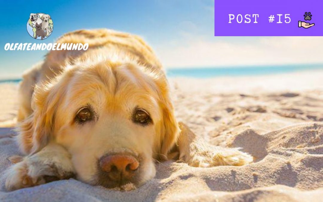 Los 7 problemas que debes evitar en verano si tienes un perro